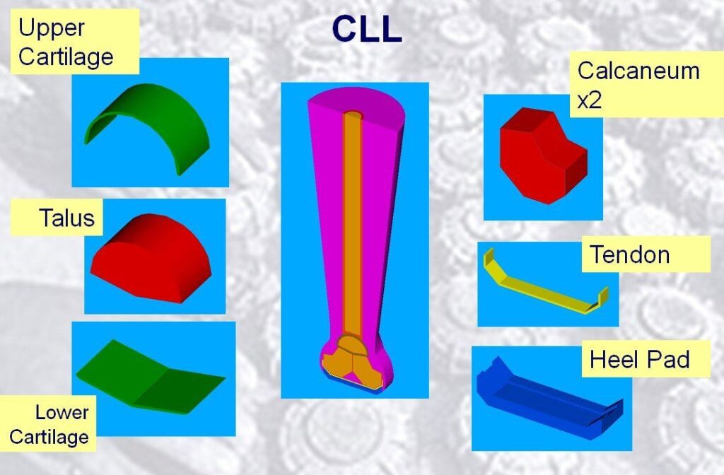 CLL, synthetic test limb