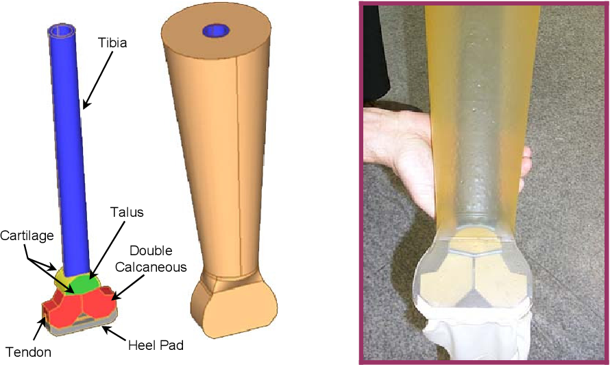 CLL, synthetic test limb
