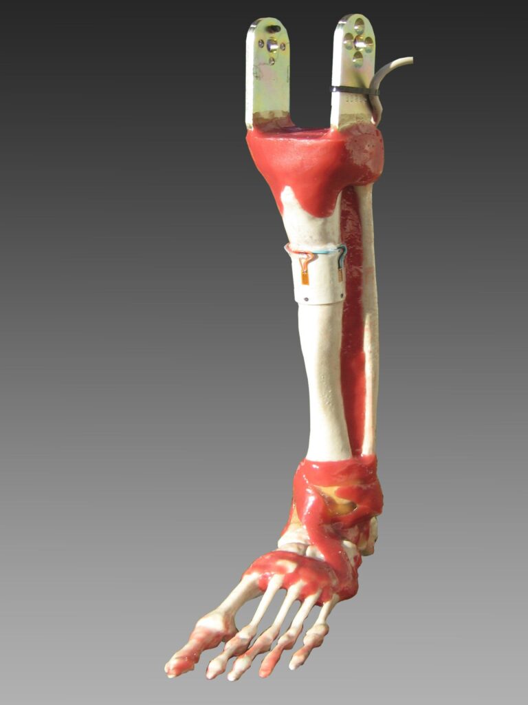 Frangible Synthetic Limb, exposed bones