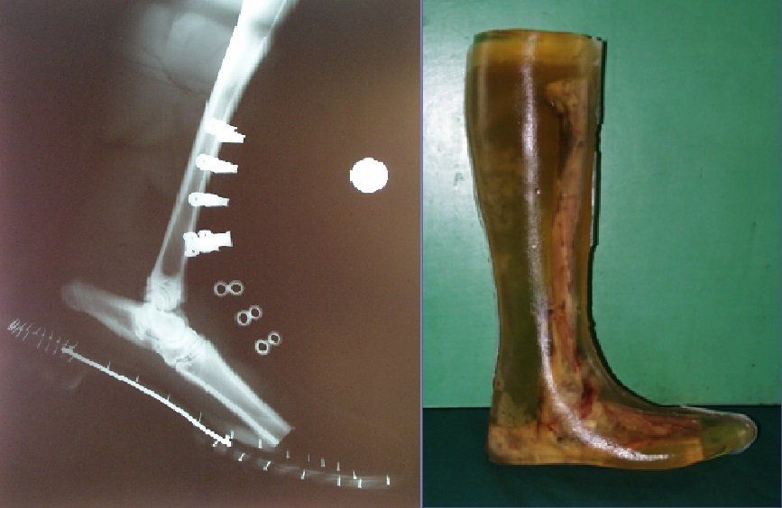 landmine protection boots, animal bone surrogate limb