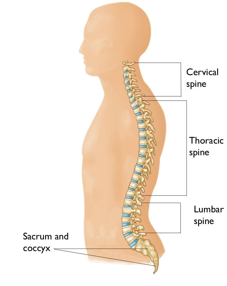 vehicle IEd injury, human spine