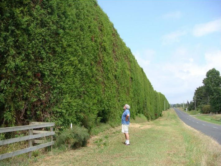 HVM vegetation hedge